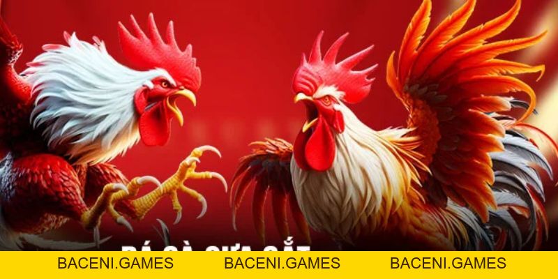 Mẹo Nuôi & Huấn Luyện Đá Gà Cựa Sắt Bách Chiến Bách Thắng - BACENI