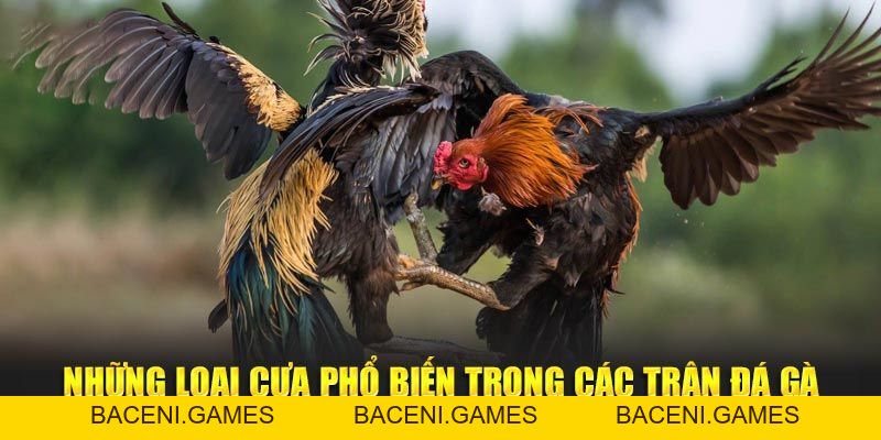 Mẹo Nuôi & Huấn Luyện Đá Gà Cựa Sắt Bách Chiến Bách Thắng - BACENI