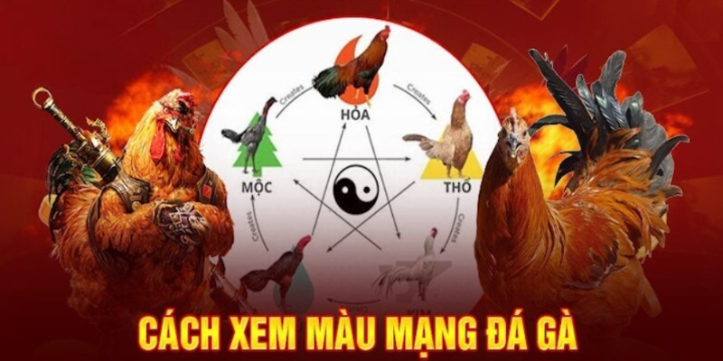 Cách Xem Màu Mạng Đá Gà Chuẩn Xác Dành Cho Tân Thủ - BACENI