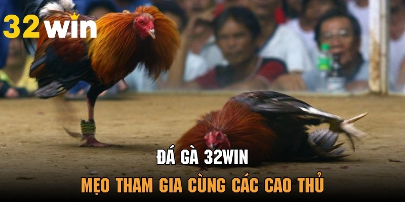 Đá Gà 32win - Sân Chơi Uy Tín Dành Cho Các Tín Đồ Yêu Thích Gà Chọi - BACENI