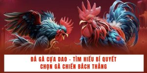 Đá Gà 32win - Sân Chơi Uy Tín Dành Cho Các Tín Đồ Yêu Thích Gà Chọi - BACENI