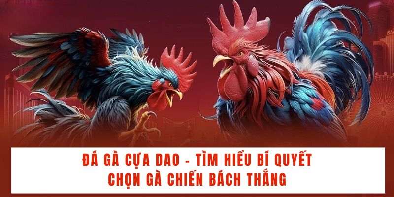 Đá Gà Cựa Dao - Tìm Hiểu Bí Quyết Chọn Gà Chiến Bách Thắng - BACENI