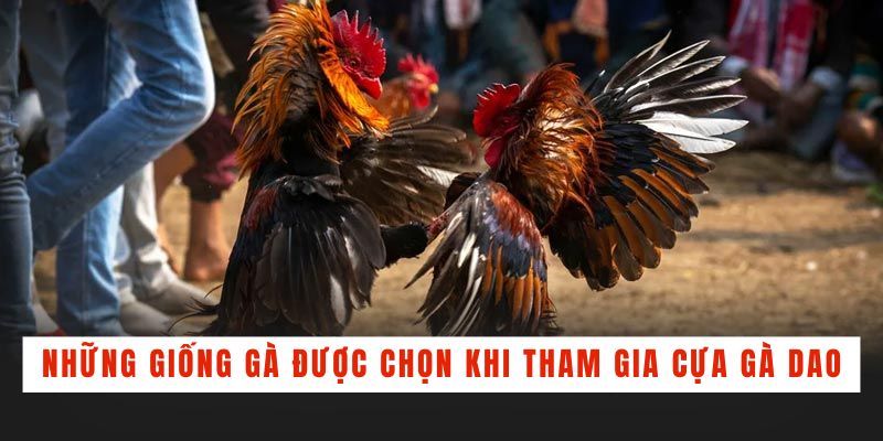 Đá Gà Cựa Dao - Tìm Hiểu Bí Quyết Chọn Gà Chiến Bách Thắng - BACENI