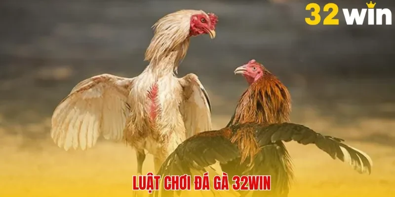 Đá Gà 32win - Sân Chơi Uy Tín Dành Cho Các Tín Đồ Yêu Thích Gà Chọi - BACENI