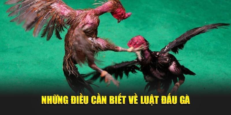 Mẹo Nuôi & Huấn Luyện Đá Gà Cựa Sắt Bách Chiến Bách Thắng - BACENI