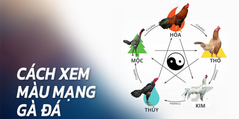 Cách Xem Màu Mạng Đá Gà Chuẩn Xác Dành Cho Tân Thủ - BACENI