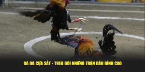 Đá Gà 32win - Sân Chơi Uy Tín Dành Cho Các Tín Đồ Yêu Thích Gà Chọi - BACENI