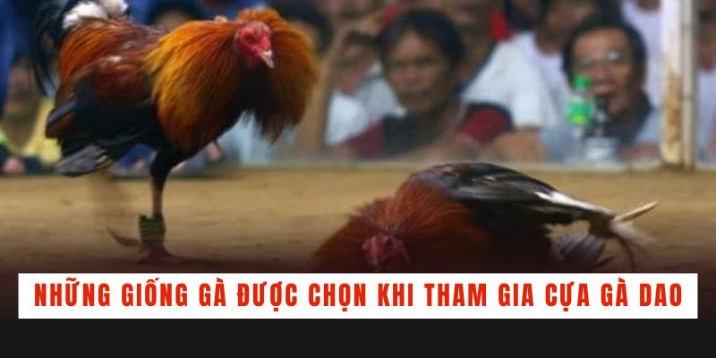 Đá Gà Cựa Dao - Tìm Hiểu Bí Quyết Chọn Gà Chiến Bách Thắng - BACENI