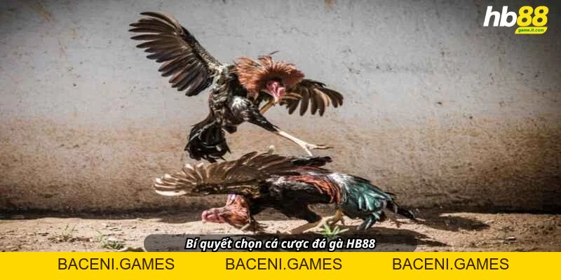 Đá gà khám phá thế giới đá gà đầy kịch tính và hấp dẫn - BACENI