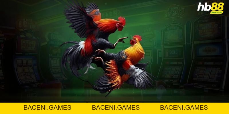 Luật đá gà miền Bắc - Cập nhật chi tiết và đầy đủ nhất 2026 - BACENI
