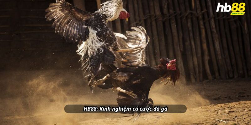 Đá gà khám phá thế giới đá gà đầy kịch tính và hấp dẫn - BACENI