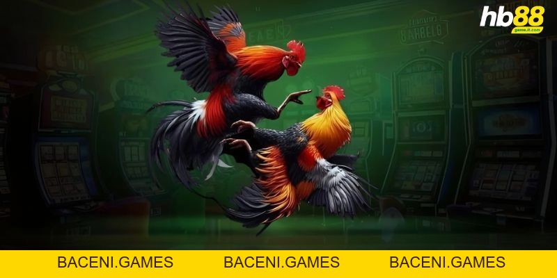 Luật đá gà miền Bắc - Cập nhật chi tiết và đầy đủ nhất 2026 - BACENI